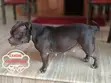 Female American Bully Puppy (1-3 Months) - 4