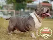 Female American Bully Puppy (1-3 Months) - 5