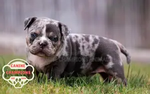 Female Purebred American Bully Puppy (1-3 Months)