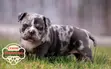 Female Purebred American Bully Puppy (1-3 Months) - 1