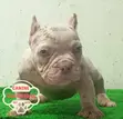 Female Purebred American Bully Puppy (1-3 Months) - 2
