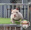 Female Purebred American Bully Puppy (1-3 Months) - 3