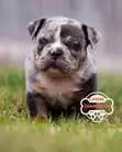 Female Purebred American Bully Puppy (1-3 Months) - 4