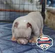 Female Purebred American Bully Puppy (1-3 Months) - 5