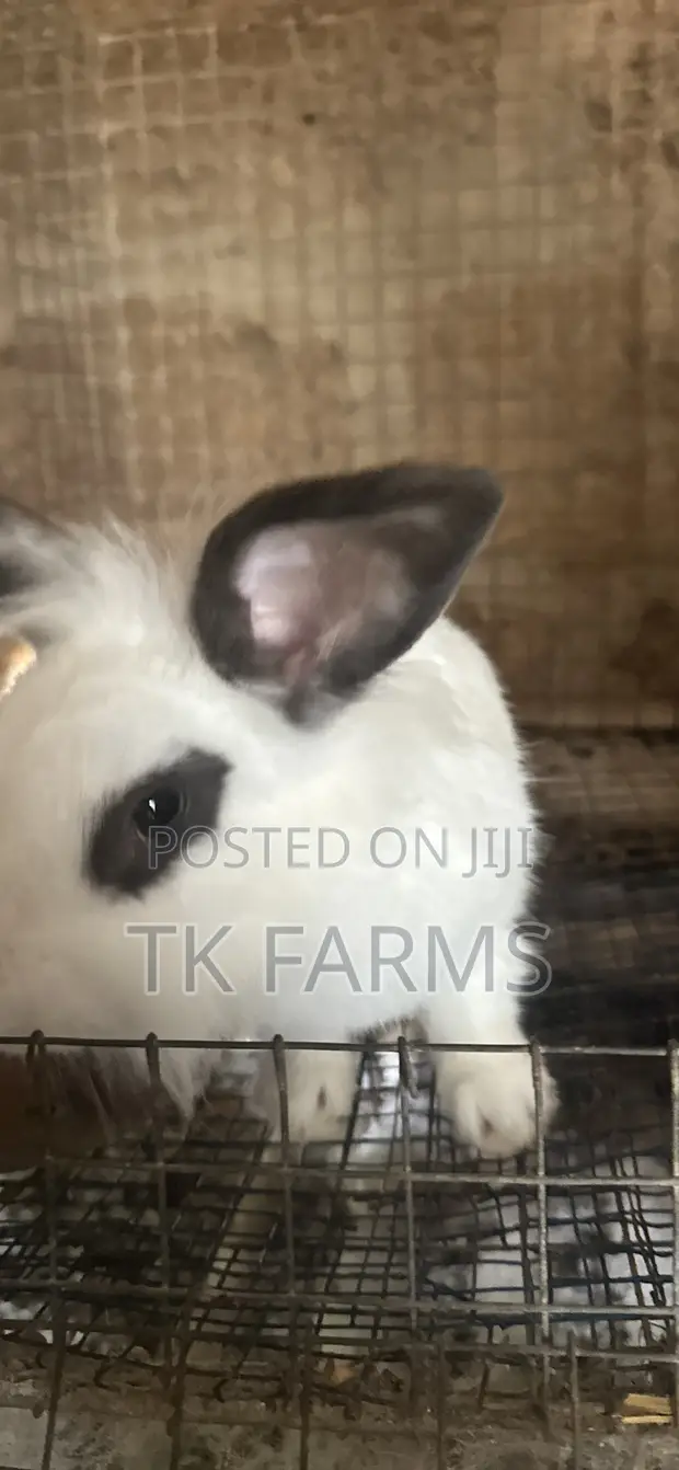 Lionhead Male Rabbits - 1