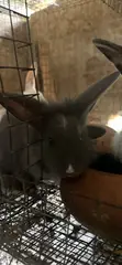 Lionhead Male Rabbits - 2