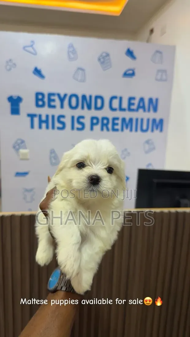 1-3 Month Male Mixed Breed Poodle Puppy - 1
