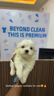 1-3 Month Male Mixed Breed Poodle Puppy - 1