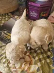 1-3 Month Male Mixed Breed Poodle Puppy - 2