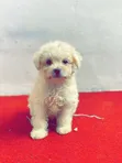 1-3 Month Male Mixed Breed Poodle Puppy - 3