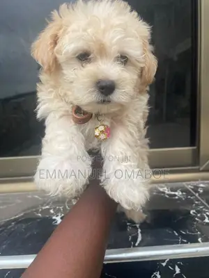 Purebred Poodle Puppy - 3-6 Months
