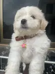 Purebred Poodle Puppy - 3-6 Months - 2