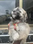 Purebred Poodle Puppy - 3-6 Months - 3