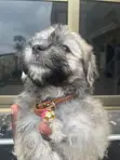 Purebred Poodle Puppy - 3-6 Months - 4