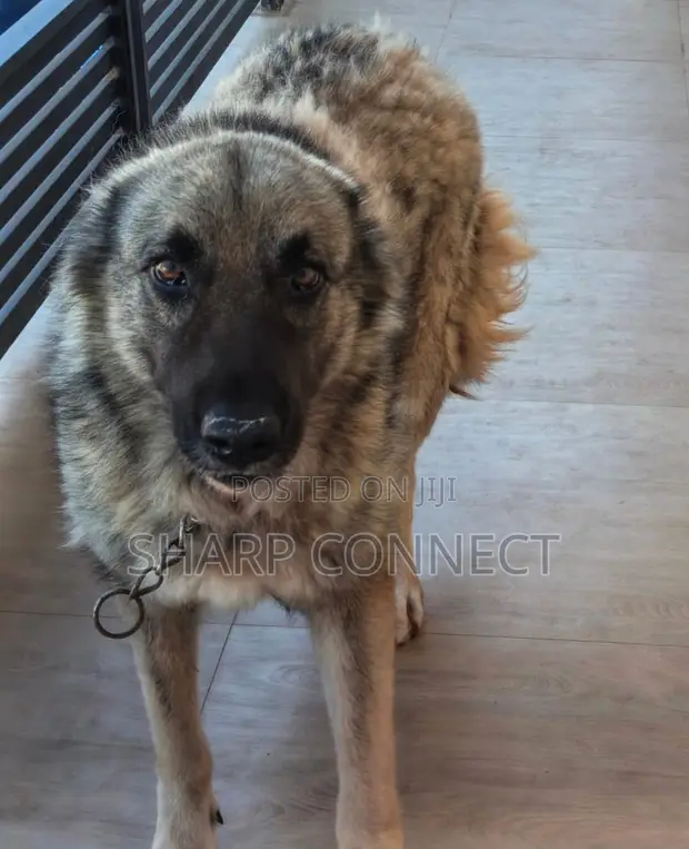 Female Purebred Caucasian Shepherd, 1+ Year Old - 1