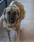 Female Purebred Caucasian Shepherd, 1+ Year Old - 1