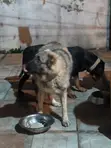 Female Purebred Caucasian Shepherd, 1+ Year Old - 2