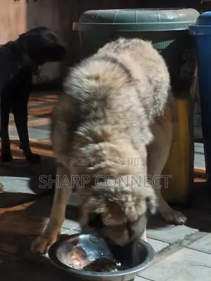Female Purebred Caucasian Shepherd, 1+ Year Old