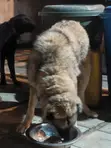 Female Purebred Caucasian Shepherd, 1+ Year Old - 3