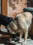 Female Purebred Caucasian Shepherd, 1+ Year Old - 5