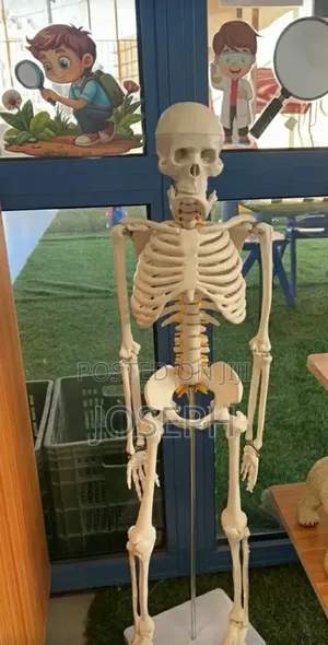 Laboratory Study Skeleton