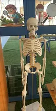 Laboratory Study Skeleton - 1