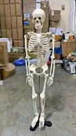 Laboratory Study Skeleton - 2