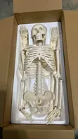Laboratory Study Skeleton - 3