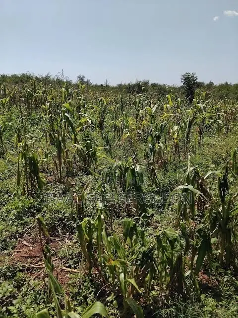Farmland for Sale at Gomoa Odumase - 1