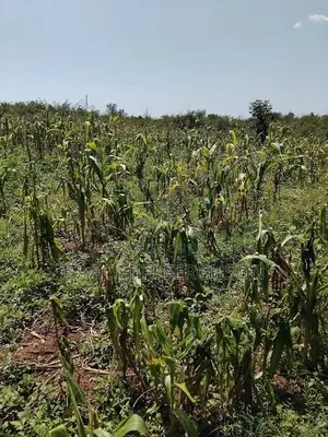 Farmland for Sale at Gomoa Odumase