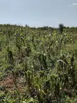 Farmland for Sale at Gomoa Odumase - 1