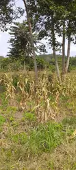 Farmland for Sale at Gomoa Odumase - 2