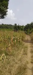 Farmland for Sale at Gomoa Odumase - 3
