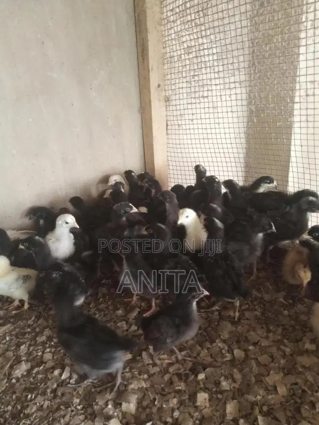 Day Old Plymouth Chickens - 1
