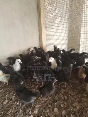 Day Old Plymouth Chickens