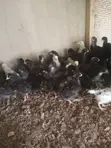 Day Old Plymouth Chickens - 2