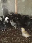 Day Old Plymouth Chickens - 3