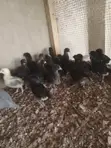 Day Old Plymouth Chickens - 4
