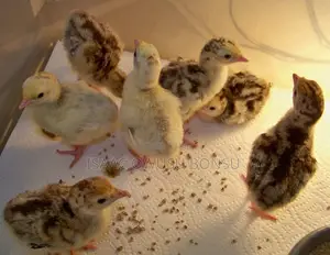 Hybrid Day Old Turkeys