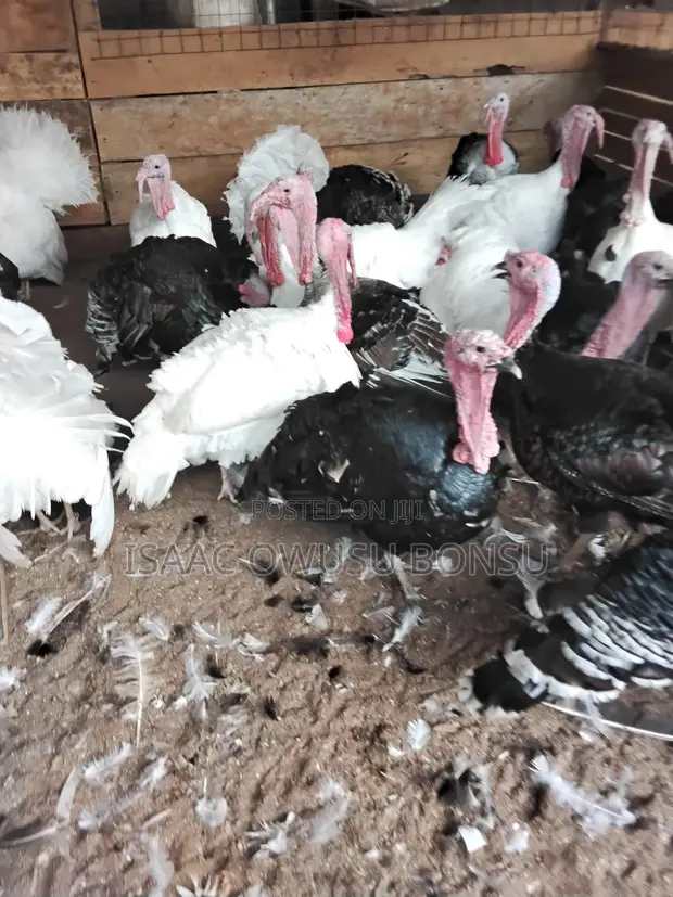 Matured Male Turkey - 1