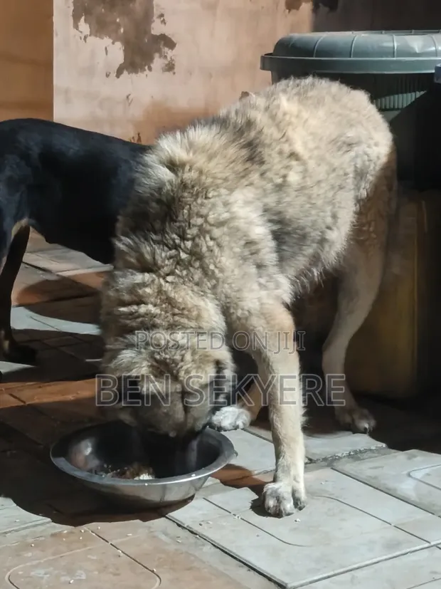 Female Caucasian Shepherd, 1+ Year Old - 1