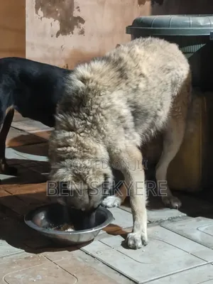 Female Caucasian Shepherd, 1+ Year Old