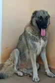 Female Caucasian Shepherd, 1+ Year Old - 2