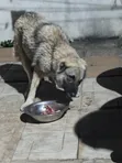 Female Caucasian Shepherd, 1+ Year Old - 3