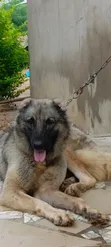 Female Caucasian Shepherd, 1+ Year Old - 4