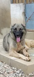 Female Caucasian Shepherd, 1+ Year Old - 5