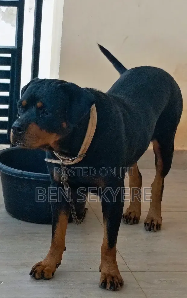 1+ Year Old Female Purebred Rottweiler - 1