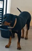 1+ Year Old Female Purebred Rottweiler - 1