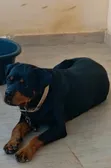 1+ Year Old Female Purebred Rottweiler - 2