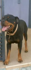 1+ Year Old Female Purebred Rottweiler - 3